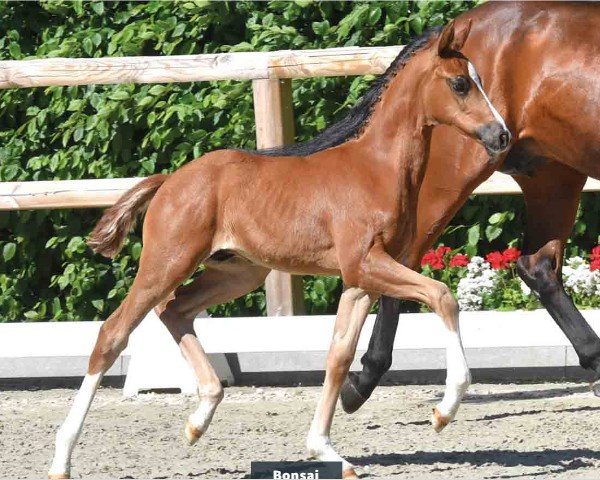 horse Hengst von Bonds / Zatchmo (Oldenburg, 2024, from Bonds)