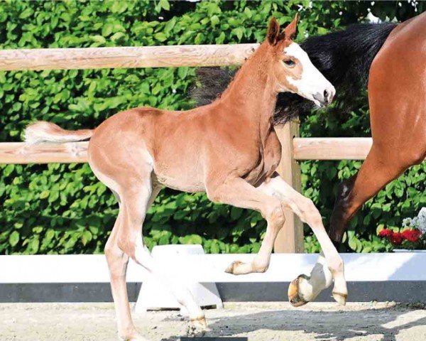 Pferd Aramis (Oldenburger Springpferd, 2024, von Aganix du Seigneur)