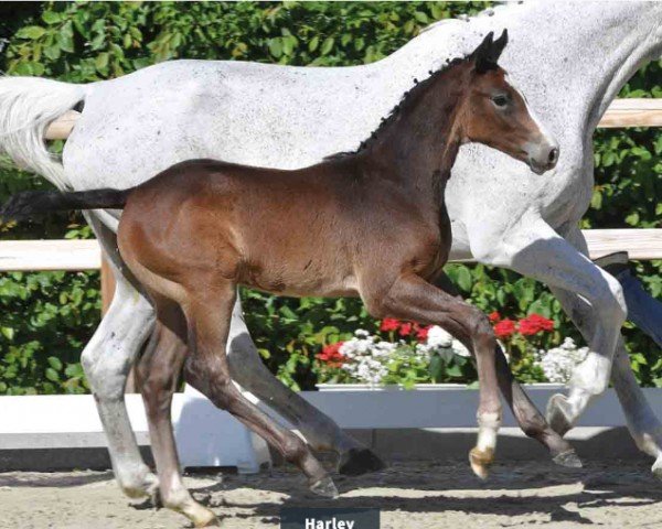 Pferd Hengst von Hardrock Z / Catoki (Oldenburger Springpferd, 2024, von Hardrock Z)