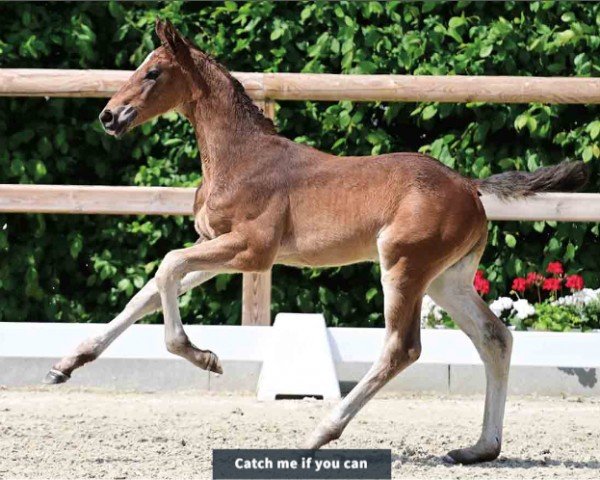 horse Catch me if you can (Oldenburg show jumper, 2024, from Tobaro)