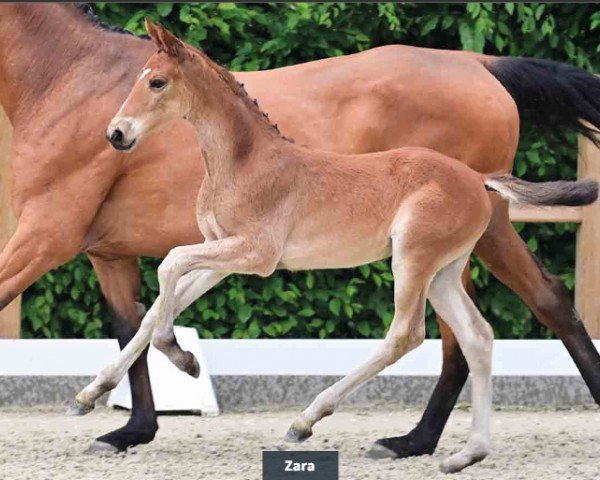 horse Zara (Oldenburg show jumper, 2024, from Zinedine)