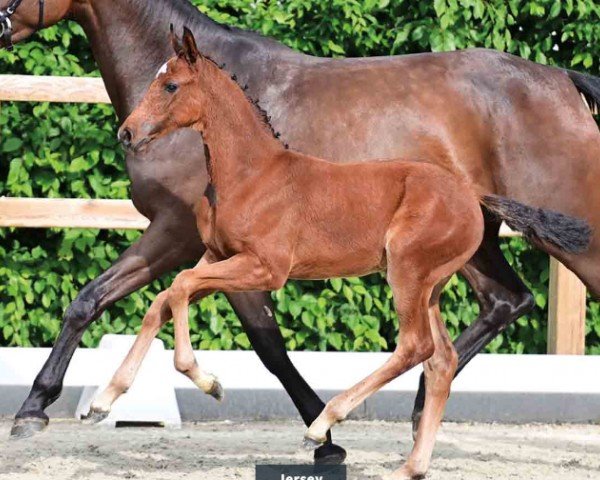 horse Jersey (Oldenburg show jumper, 2024, from Jasper)