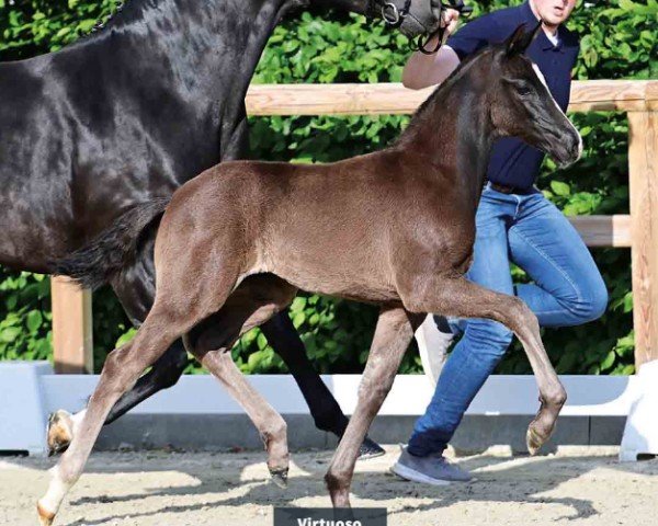 Pferd Virtuoso (Oldenburger, 2024, von V-Power)
