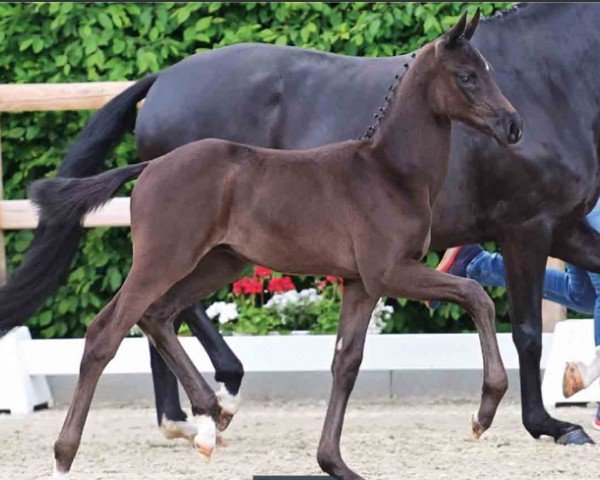 horse Hengst von Bon Courage / Farrell (Oldenburg, 2024, from Bon Courage 4)
