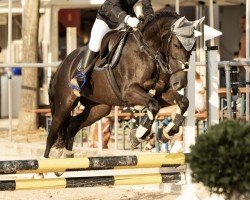 horse Tonardo (Hungarian Warmblood, 2014)