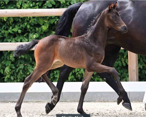 horse Fürstin Gloria (Oldenburg, 2024, from Follow Him´s Schönweide)