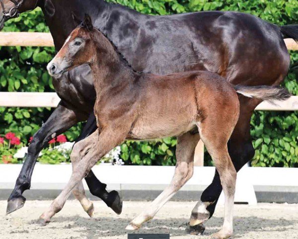 horse Zorro (Oldenburg show jumper, 2024, from Zirocco Blue)