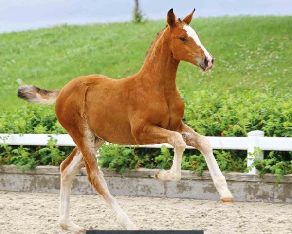 horse FAN Esmeralda Z v.d. Maeseburg (Oldenburg show jumper, 2024, from Esmeraldo FM)