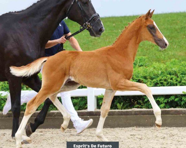 horse Esprit's De Futuro (Oldenburg, 2024, from Bon Esprit)