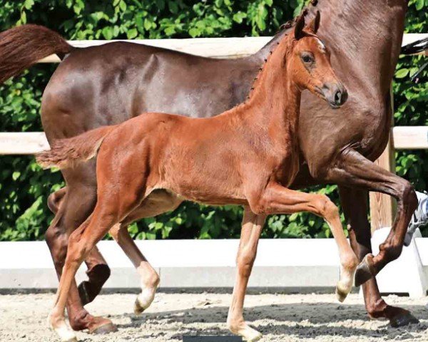 horse Swift (Oldenburg, 2024, from Segantini FRH)