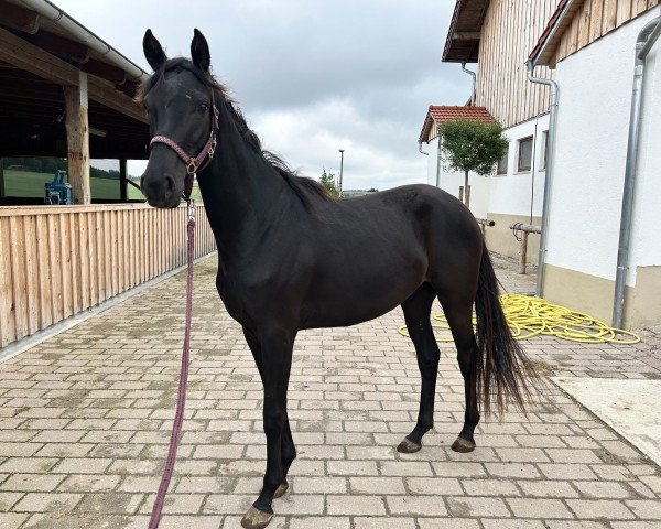 horse Cassicaya (German Sport Horse, 2022, from Marburg's Floricello OLD)