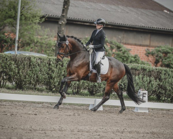 dressage horse Sir Ben (Trakehner, 2021, from Schwarzgold)