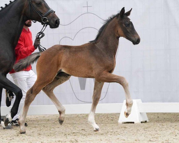 Pferd Bonaparte D (Westfale, 2024, von Bon Esprit)