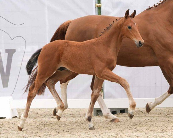 Pferd Favorito (Westfale, 2024, von Feliz N)