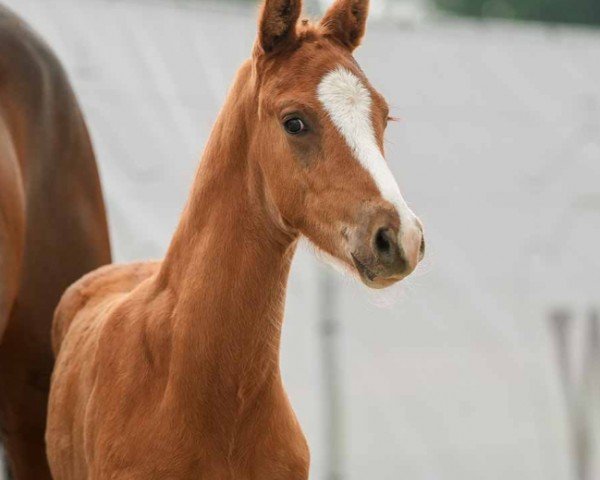 Pferd Viento (Westfale, 2024, von V-Power)