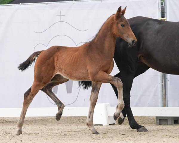 horse Eclipse (Westphalian, 2024, from Escolar)