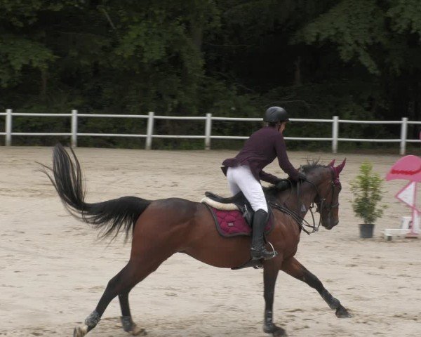 Reitturnier Losheim am See 2024