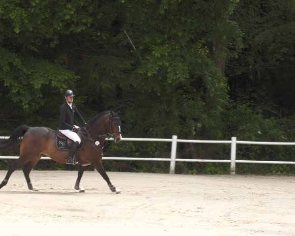 Reitturnier Losheim am See 2024