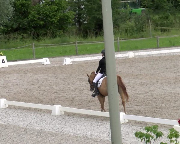 Reitturnier Gossau 2024