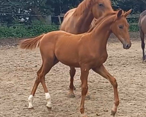 horse Phyro (Trakehner, 2023, from Kenneth)