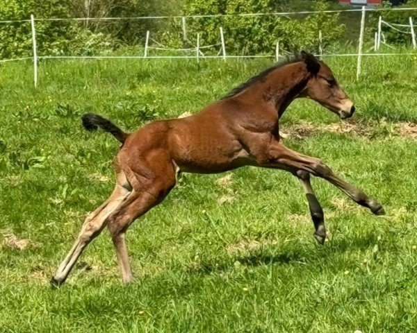 horse Hengst von Kenneth x Canzler 2024 (Trakehner, 2024, from Kenneth)
