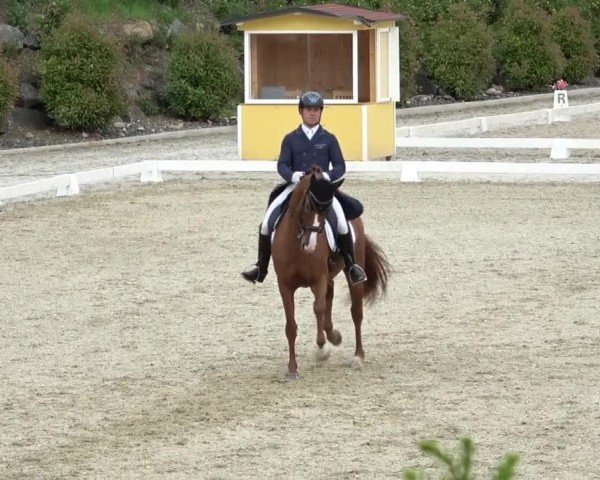 FEI Reitturnier St. Margarethen 2024