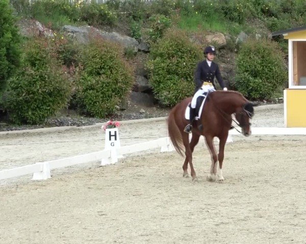 FEI Reitturnier St. Margarethen 2024