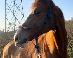 dressage horse Sambucca van de Kempenhoeve (Belgian Warmblood, 2018, from Secret)