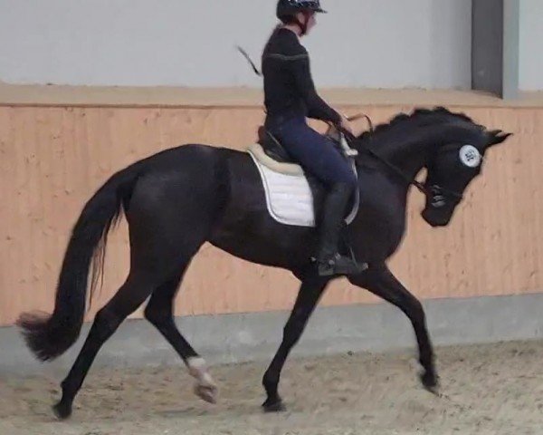 broodmare Die Nina (Oldenburg, 2021, from Wild Child)