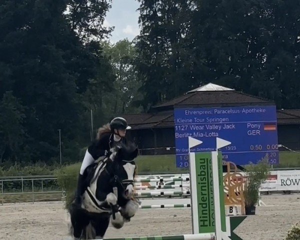 Dressurpferd Wear Valley Jack (Pony ohne Rassebezeichnung, 2014)
