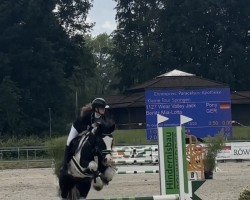 dressage horse Wear Valley Jack (Pony without race description, 2014)