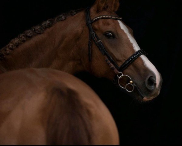 broodmare Coralie 27 (Rhinelander, 2007, from Coriando)