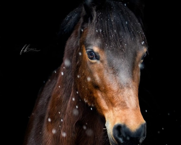 dressage horse Maroon 9 (German Riding Pony, 2008, from Major v. Randowtal)