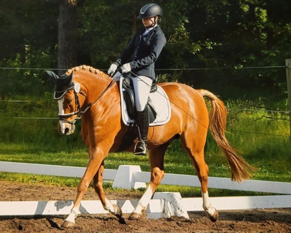 jumper Orchid's Gador (Nederlands Rijpaarden en Pony, 2007, from Kantje's Carlando)