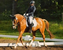 jumper Orchid's Gador (Nederlands Rijpaarden en Pony, 2007, from Kantje's Carlando)