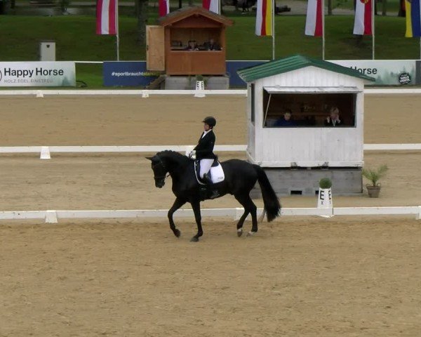 FEI internationales Paralympisches Turnier Stadl-Paura 2024