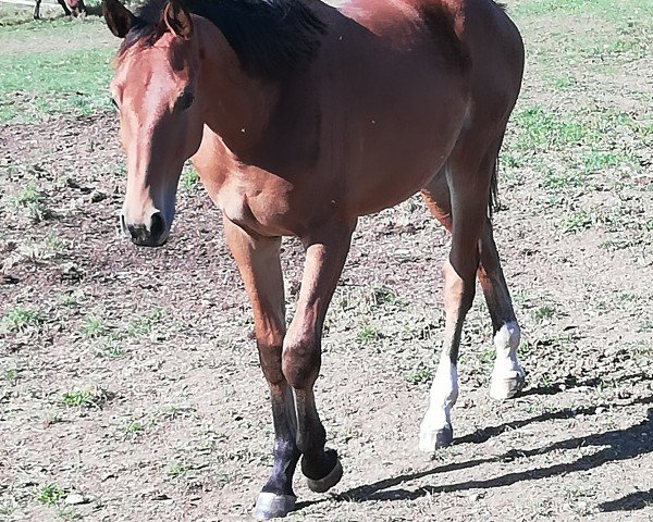 Pferd Cawu (Oldenburger Springpferd, 2022, von Canoso)