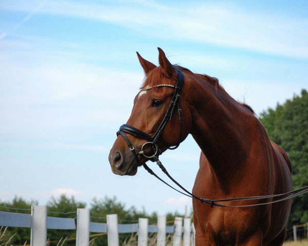 dressage horse Valentino Exclusive (Hanoverian, 2017, from Viscount 22)