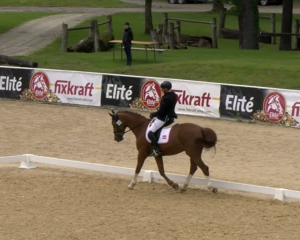 FEI internationales Paralympisches Turnier Stadl-Paura 2024