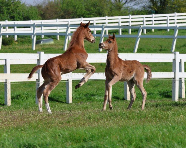 horse Camar Vancouver (Hanoverian, 2024, from Vidar)