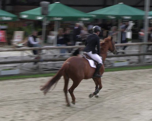 Reitturnier Kirchhellen/Stall Dieckmann 2024