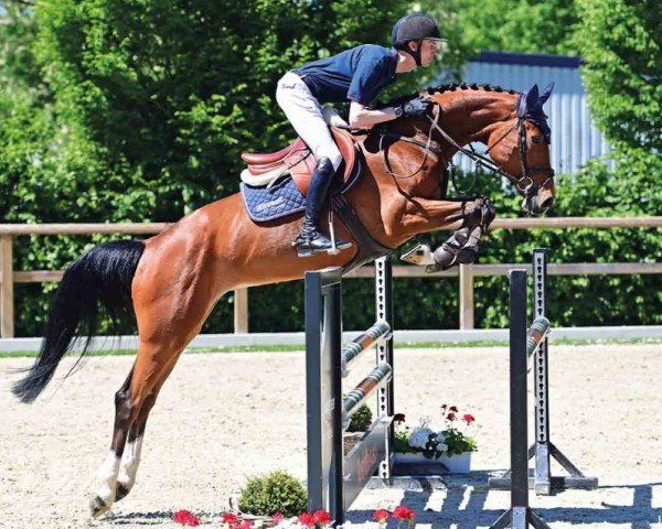 jumper Chacoon Blue's Baby (Oldenburg show jumper, 2018, from Chacoon Blue)
