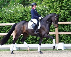 Pferd Florentino Royal (Oldenburger, 2019, von For Romance II)