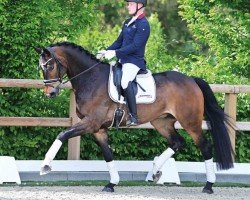 dressage horse For Tango (Oldenburg, 2019, from For Dance)