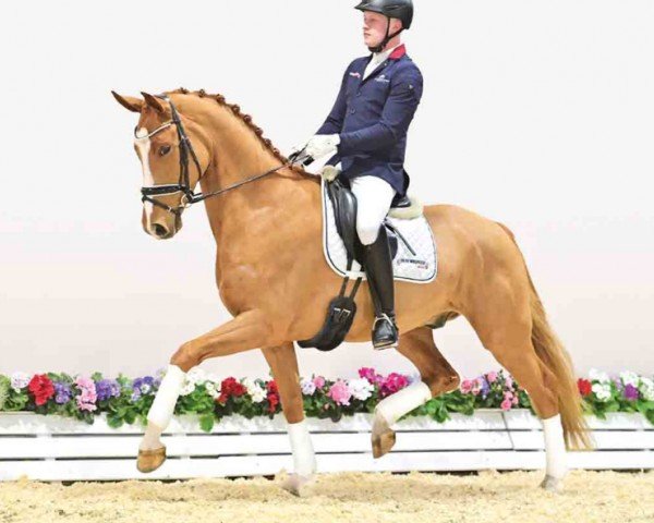 horse Ferragamo (Oldenburg, 2020, from Ferrantino)