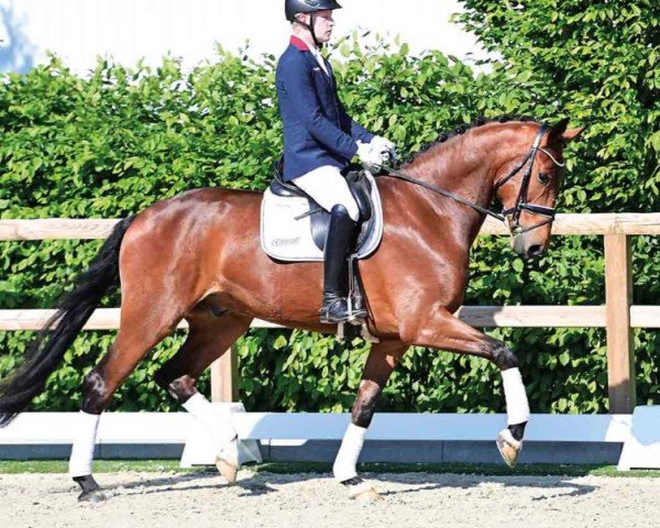 horse Diamond Dandy (Oldenburg, 2020, from Diamond First)