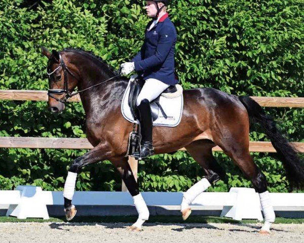 Pferd Feine Wolke (Oldenburger, 2019, von For Final)