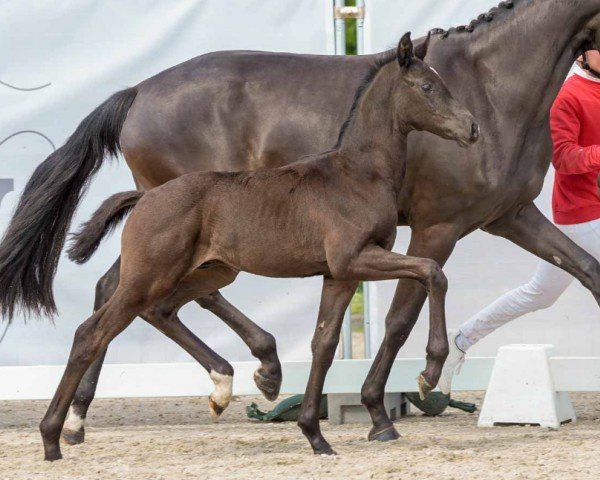 horse Vince (Westphalian, 2024, from Velvedere)