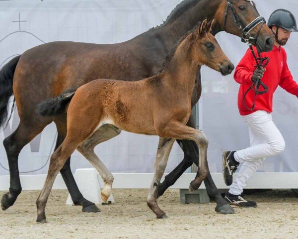 horse Glamour Queen (Westphalian, 2024, from Glamdale WP NRW)