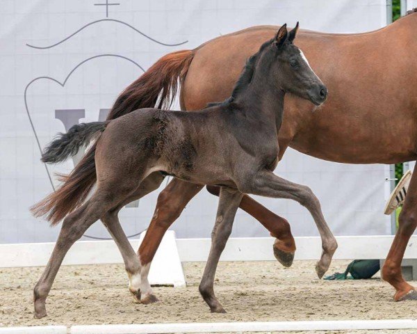 horse Dancing Queen (Westphalian, 2024, from Dynamic Dream)